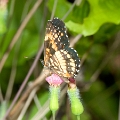 NYMPHALIDAE, Chlosyne lacinia saundersi f. saundersii